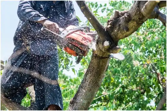 tree services Duncanville